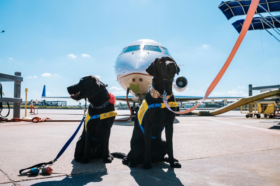 The Do’s and Don’ts of Flying with Pets on a Private Jet